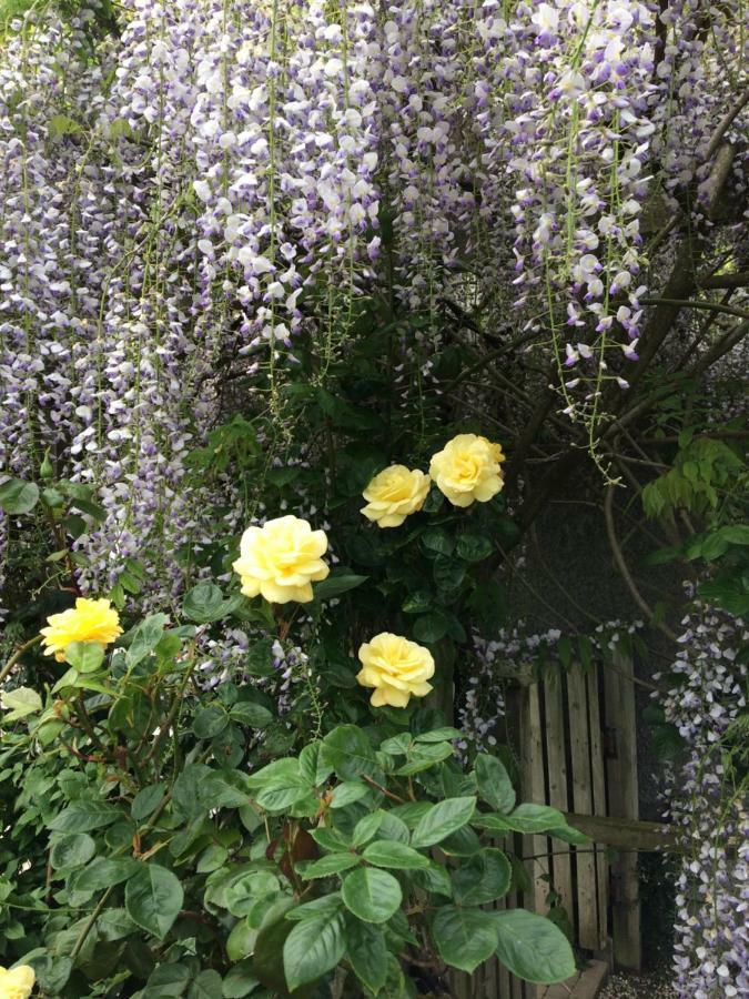 Country Garden House Holiday Homes Ballymoney Buitenkant foto